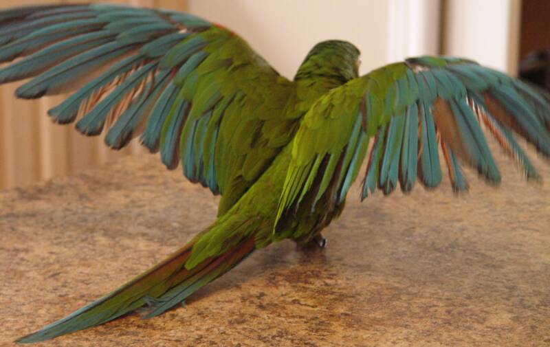 Green_Parrot_wings.jpg