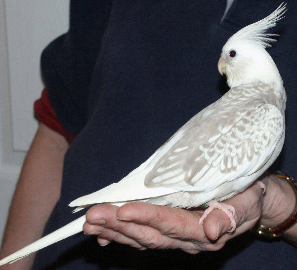 cinnamon pearl cockatiel