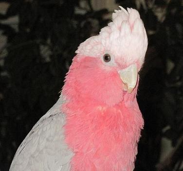 pink cockatiel