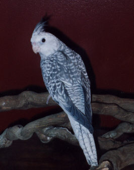 whiteface pearl cockatiel